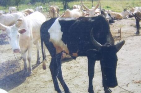 Suspected Misseriya rustlers raid 1000 cattle from Unity State