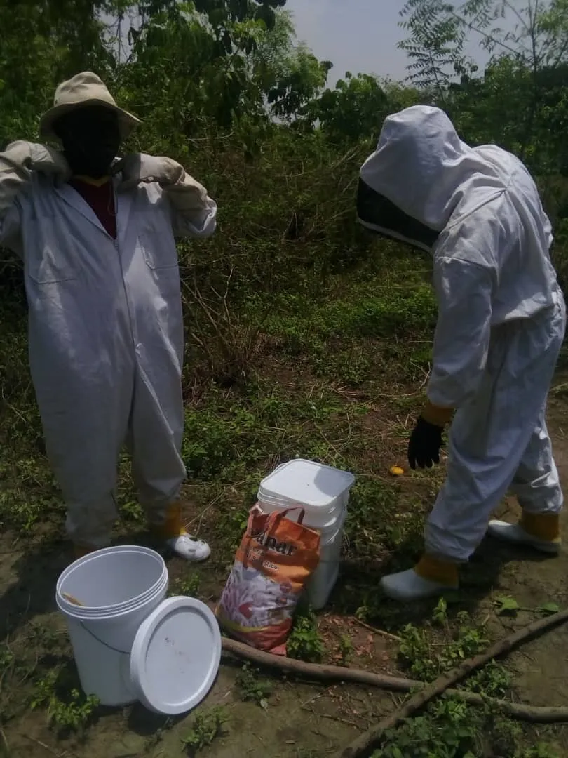 Beekeeping becomes gold mine for Rajaf community